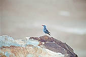 Valley of the river Indus